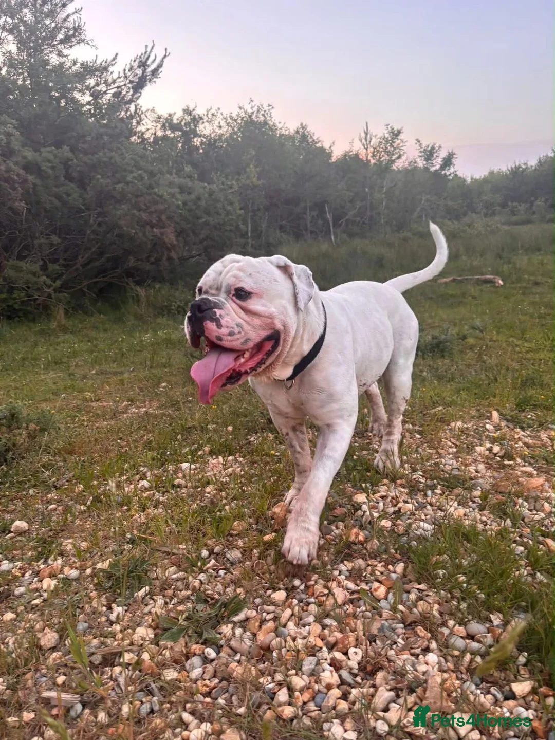 Old Tyme Bulldog dogs for stud: 2 year old, old tyme bulldog for stud in Farnborough - Advert 2