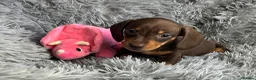 Miniature Dachshund dogs for sale: KC reg, PRA Clear Beautiful Natured Pups - Advert 27