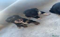 Jack Russell dogs for sale: 3 beautiful jack russle puppy’s  - Image 1
