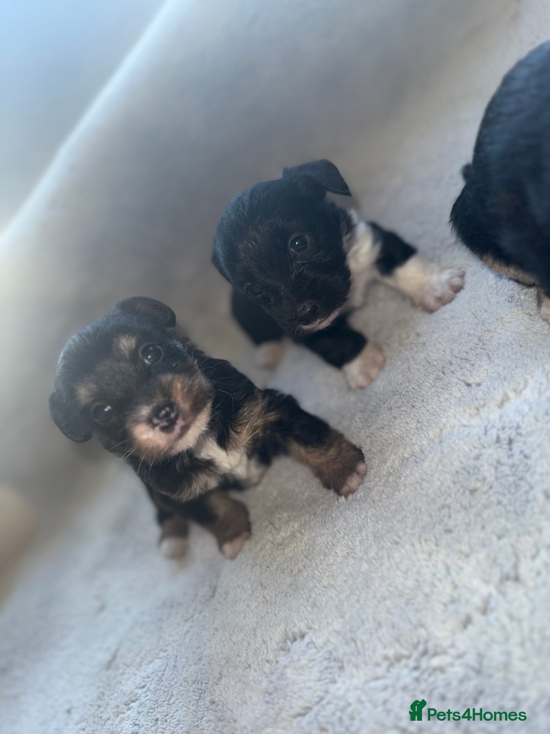 Jack Russell dogs for sale: 3 beautiful jack russle puppy’s  - Image 1