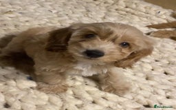 Mixed Breed dogs for sale: Toy Cockapoo puppies - Image 7
