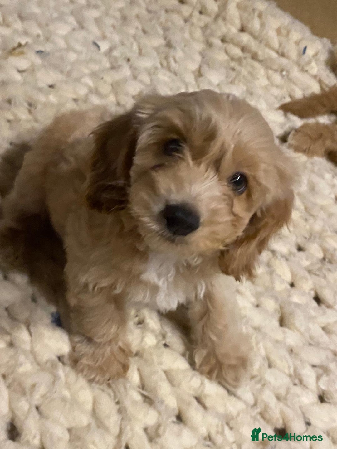 Mixed Breed dogs for sale: Toy Cockapoo puppies - Image 7
