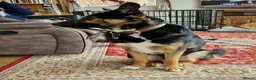 Mixed Breed dogs for sale: Black & Tan Male Shollie – 2 Years Old  in Nottingham - Advert 1