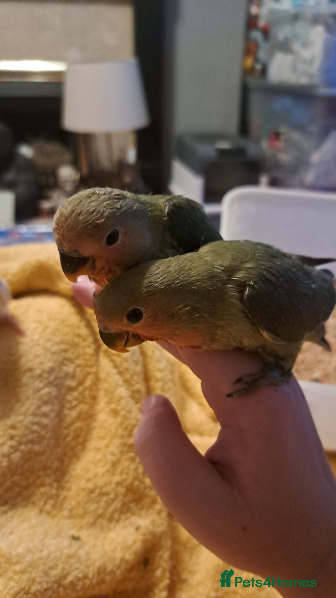 Lovebirds birds for sale: 4 love birds  - Image 2