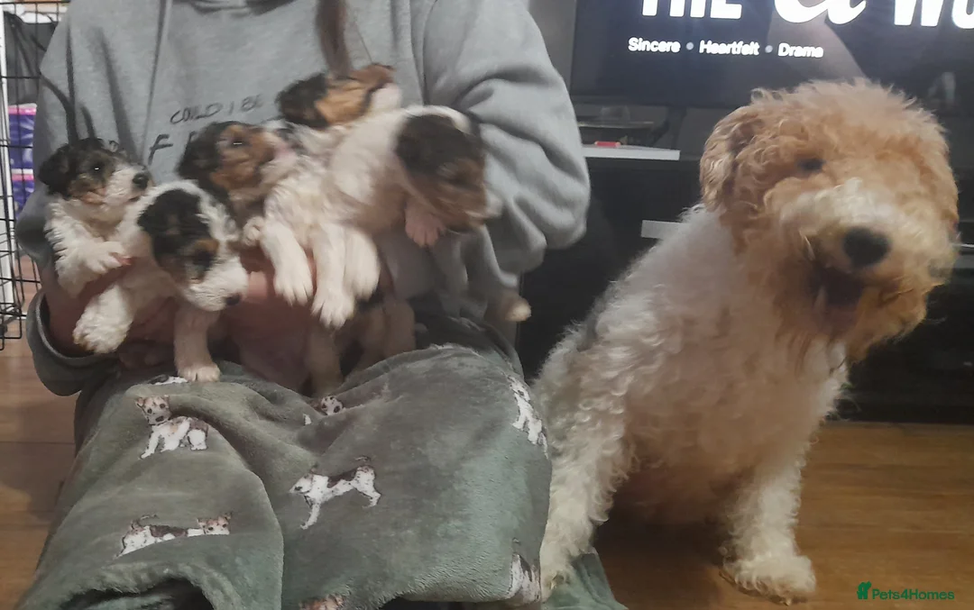 Fox Terrier dogs for sale: Wire Haired Fox Terrier Puppies - Advert 7