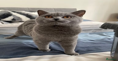 British Shorthair cats - Advert 16