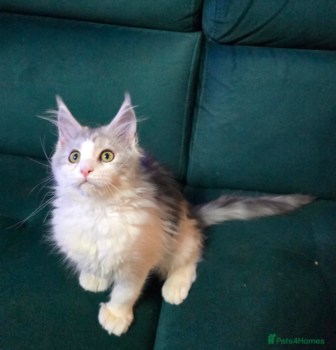 Maine Coon cats for sale:  Boy&Girl Polydactyl  Maine Coon TICA - Advert 1