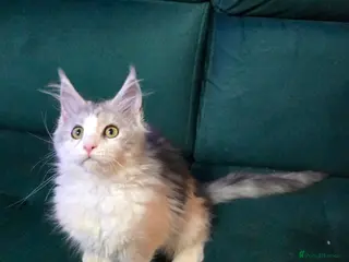 Maine Coon cats Ready now Last Girl Polydactyl Maine Coon TICA - Advert 16