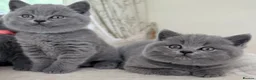 British Shorthair cats for sale: Chunky teddy bear GCCF British shorthair  - Advert 13