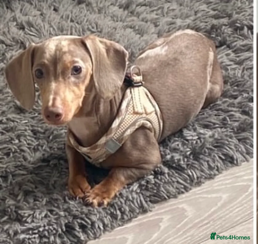 Dachshund dogs for stud: Miniature Dachshund for stud duties. Proven   - Advert 2