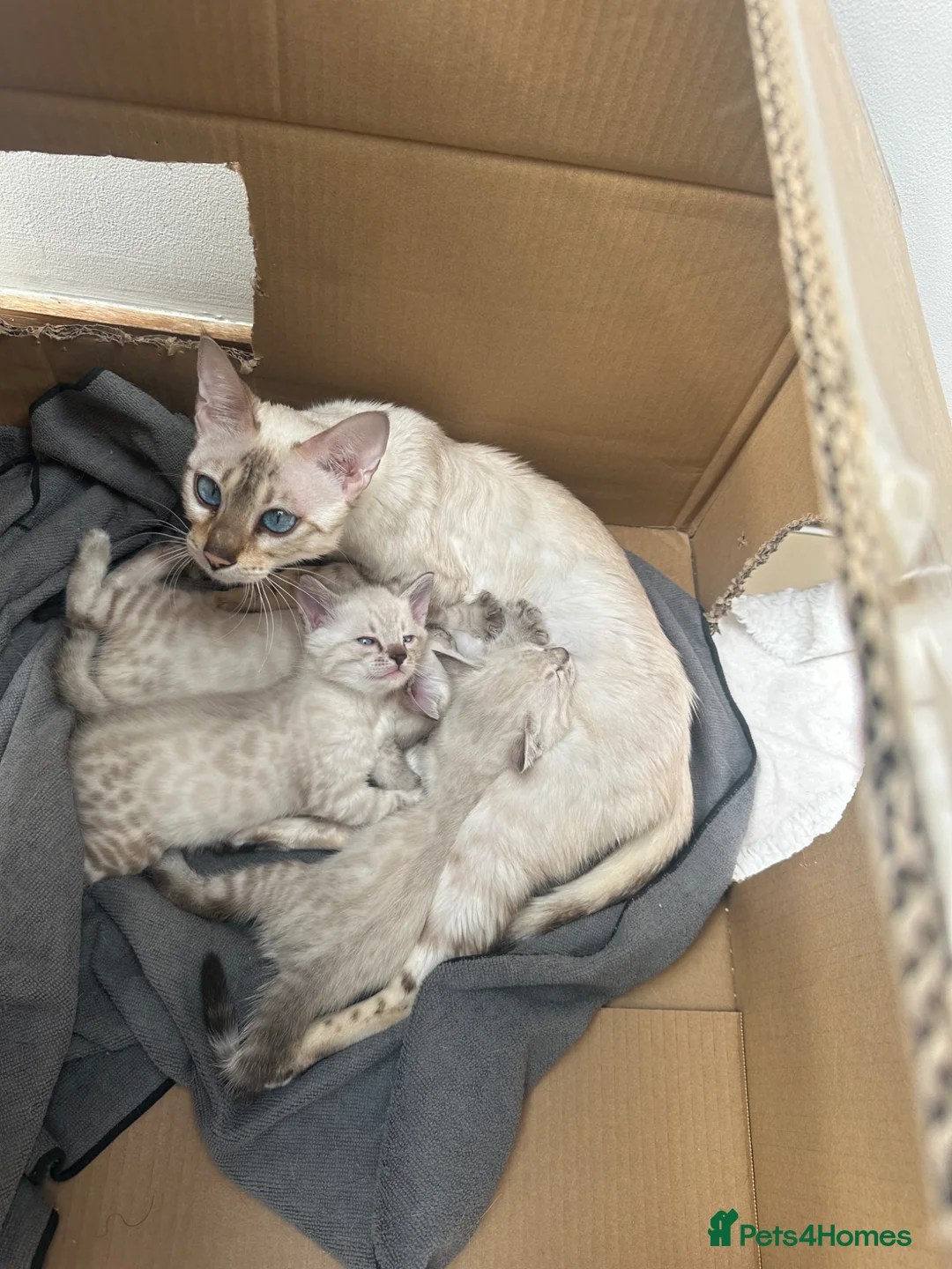 Bengal cats for sale: Snow White Charcoal Bengal Kittens  - Advert 1