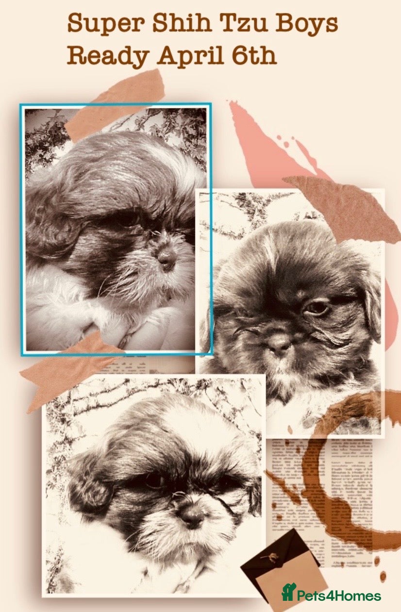 Shih Tzu dogs 🌟HEALTH TESTED~VACCINATED~ MICROCHIPPED 🌟 - Advert 7