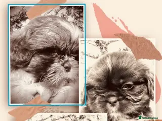 Shih Tzu dogs 🌟HEALTH TESTED~VACCINATED~ MICROCHIPPED 🌟 - Advert 7