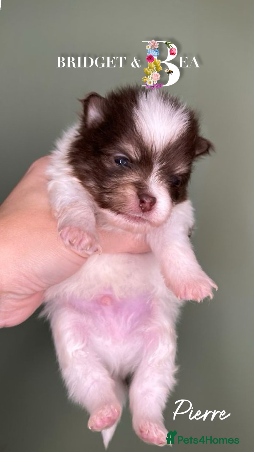 Pomeranian dogs for sale: 💛PUPPIES ARRIVED 💛 - Advert 17