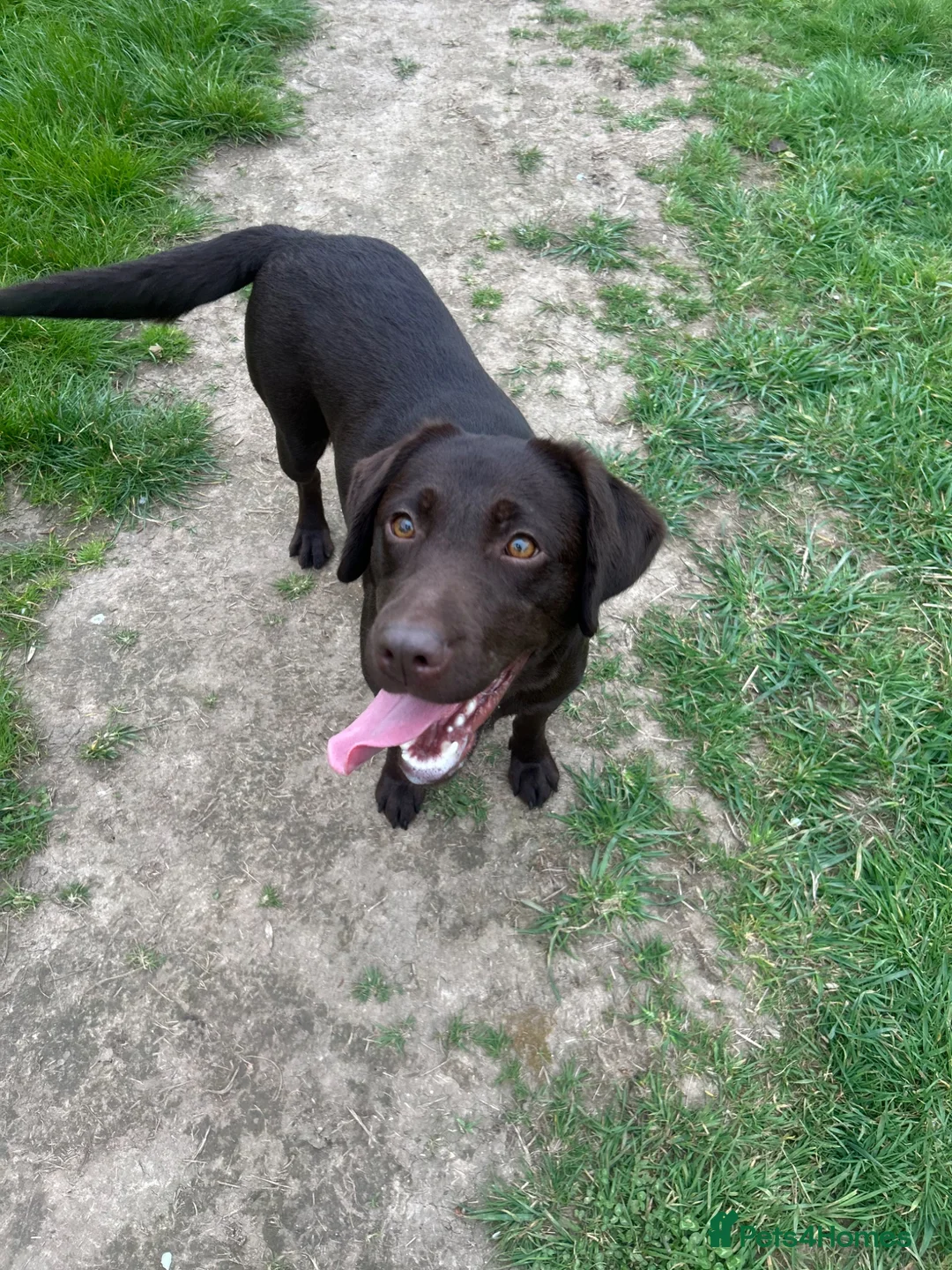 Labrador Retriever dogs for sale: Beautiful KC Chocolate Labs - Advert 2