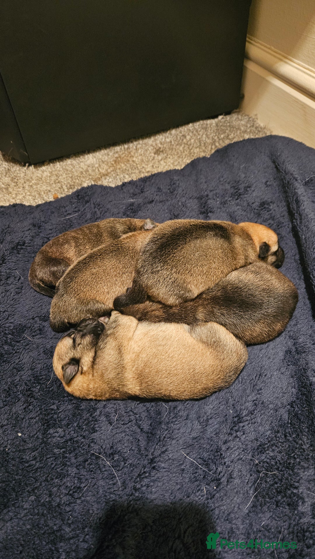Mixed Breed dogs for sale: German shepard×Belgian malinois puppies  - Advert 12