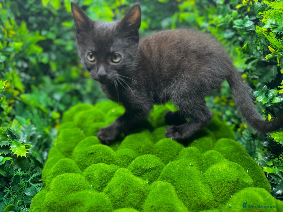 Egyptian Mau cats for sale: Smoke Egyptian MAU x Bengal spotted&marble kittens - Image 10