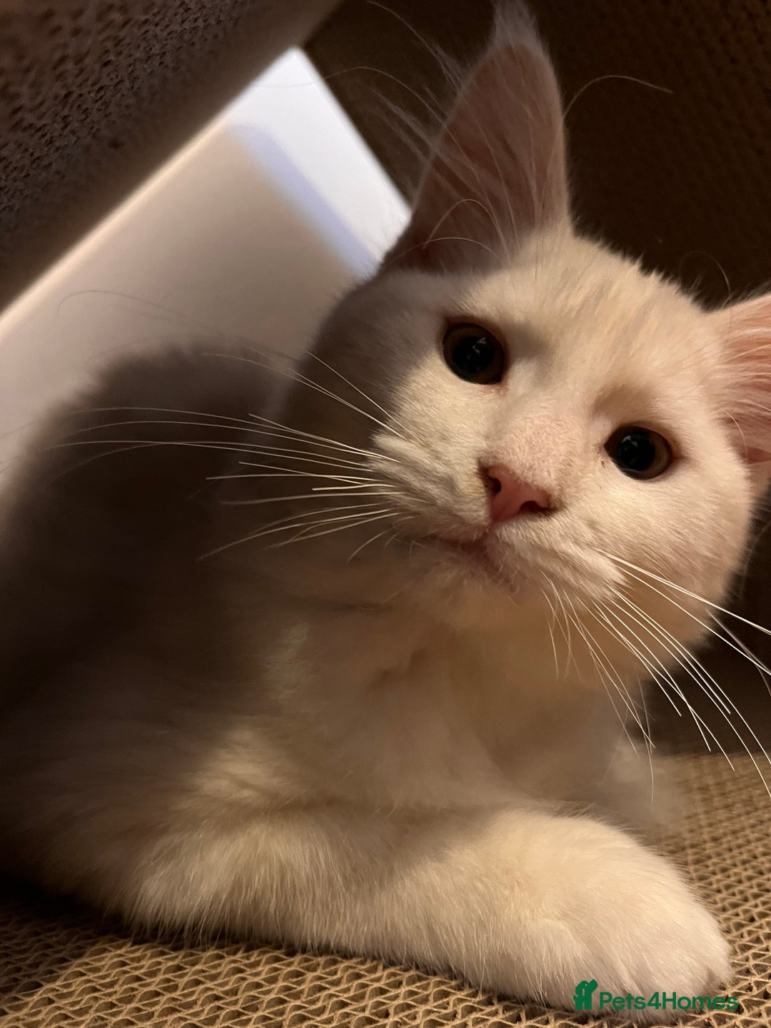 Maine Coon cats for sale: Purebred Maine Coon Kitten - Advert 5