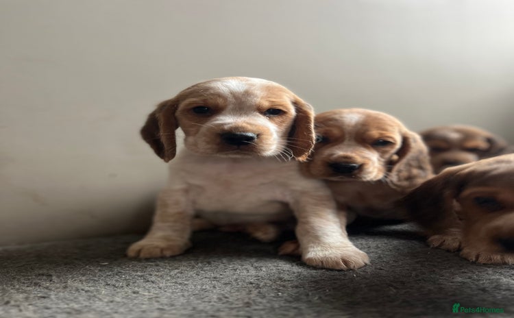 Bocker dogs - Advert 1