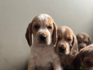 Bocker dogs Bocker puppies (beagle x cocker) - Advert 11