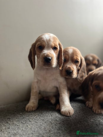 Bocker dogs - Advert 1