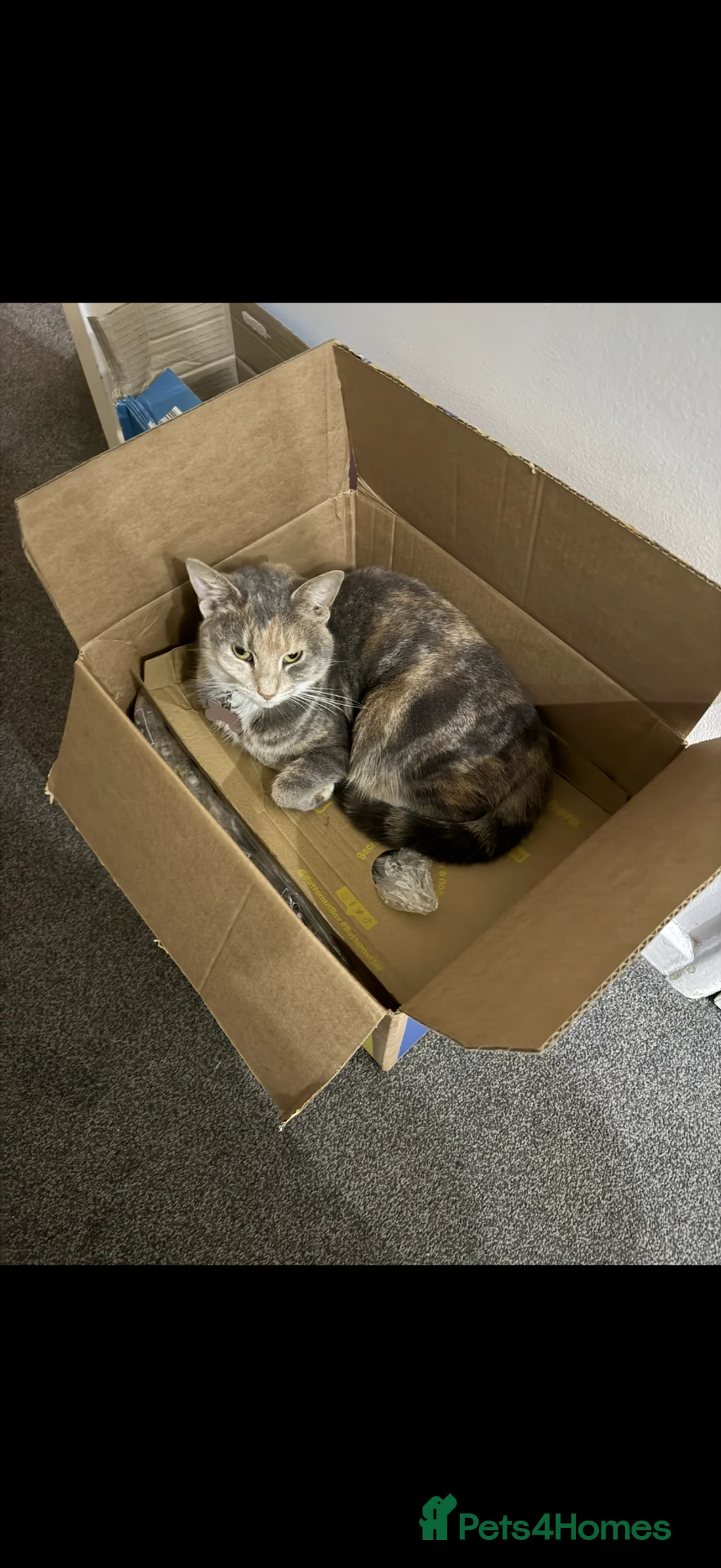 Mixed Breed cats for sale: Female cats  in Tamworth - Advert 2