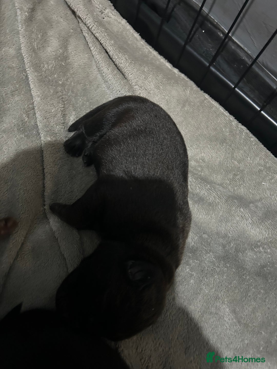 Mixed Breed dogs for sale: Staffrador puppies - Image 9