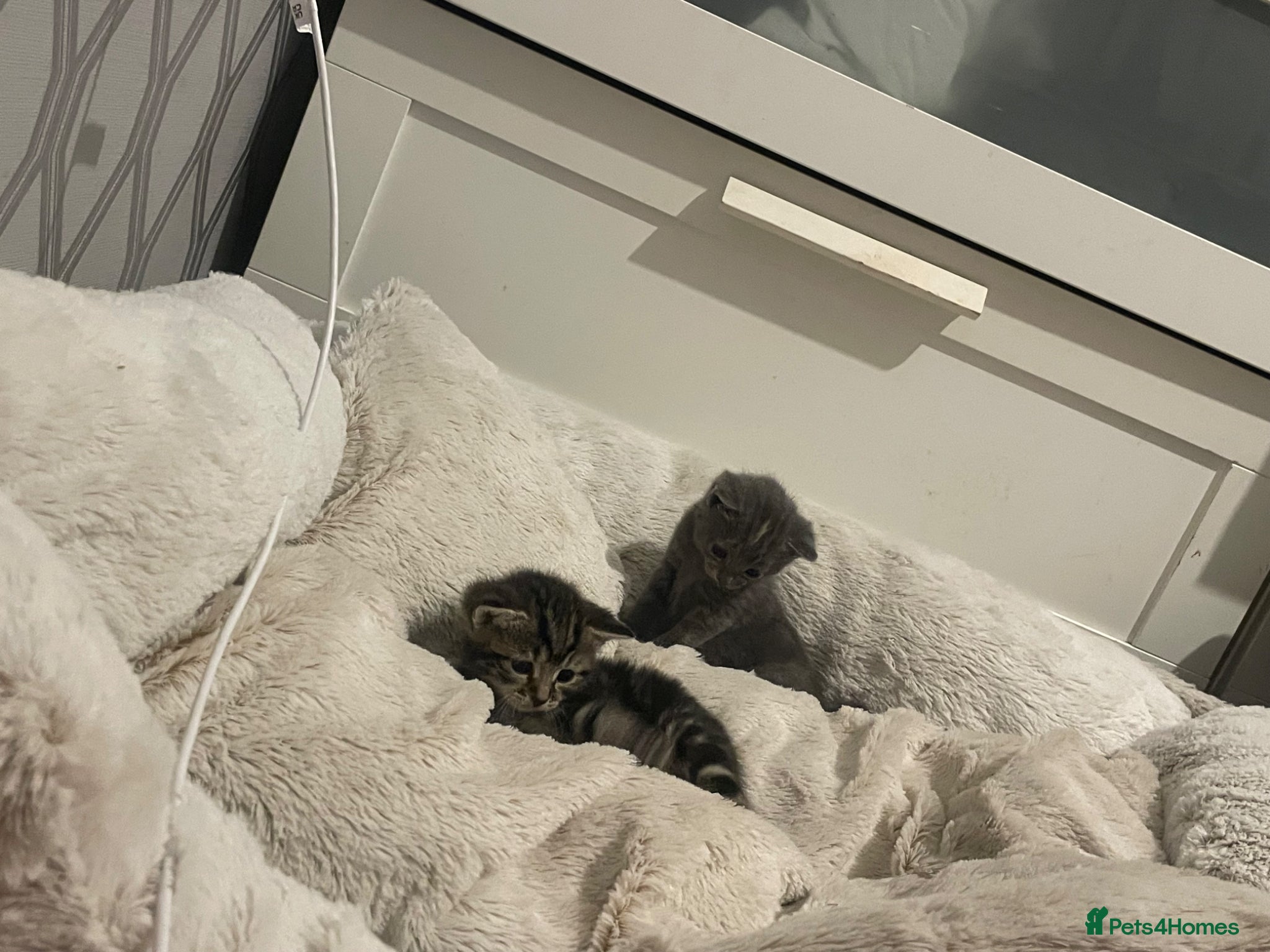 Mixed Breed cats 1 Female Tabby  - Advert 4