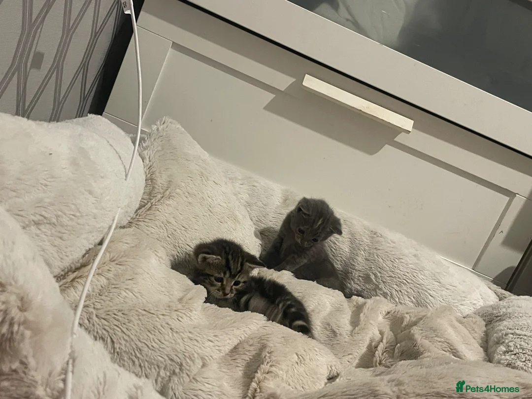 Mixed Breed cats for sale: 1 Female Tabby  - Advert 1