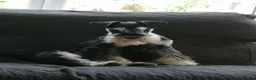 Mixed Breed dogs for sale: Schnoxie puppies  - Advert 12