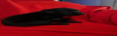 Labrador Retriever 1