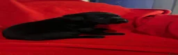 Labrador Retriever dogs for sale: Stunning black Labrador puppies  in Steyning - Advert 3
