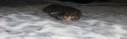 Mixed Breed cats for sale: Bright tabby’s and black kittens  - Advert 3