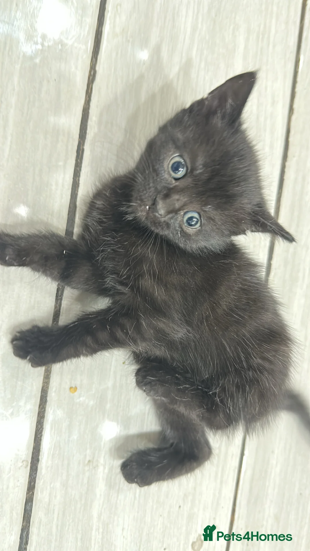 Domestic Shorthair cats for sale: Adorable tabby kittens and black kittens  - Advert 8