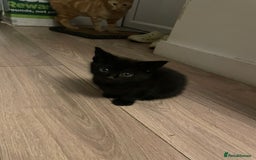 British Shorthair cats for sale: Male ginger and black kittens  - Image 3