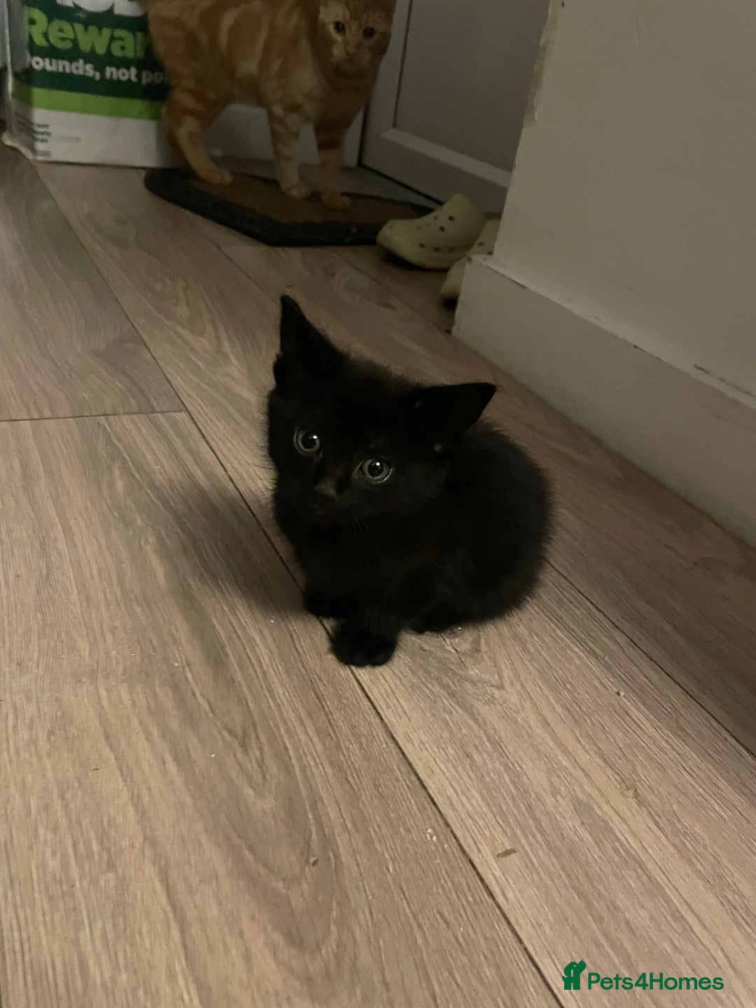 British Shorthair cats for sale: Male ginger and black kittens  - Image 3