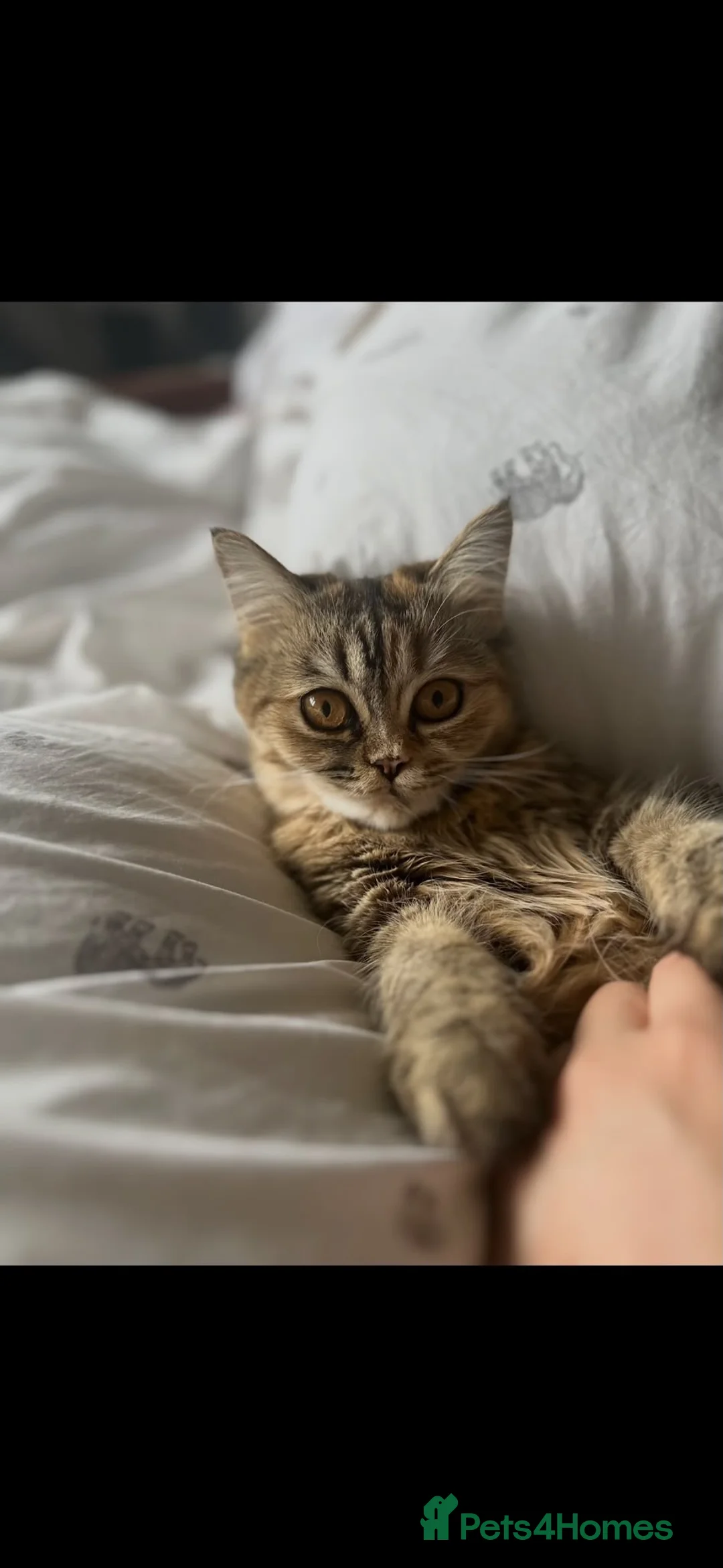 Mixed Breed cats for sale: 9 beautiful kittens in London - Advert 2