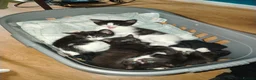 Mixed Breed cats for sale: 4 kitten looking for lovely home  - Advert 13