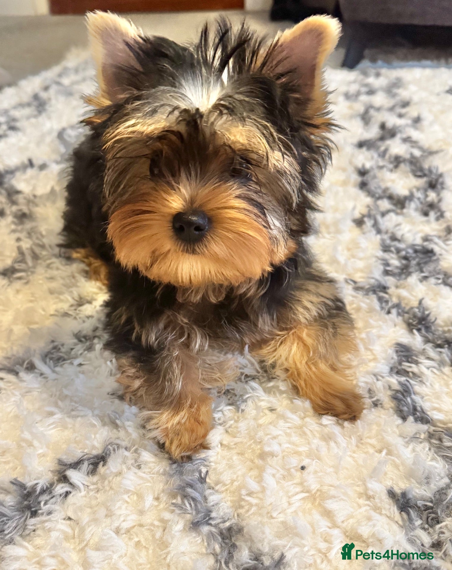 Yorkshire Terrier dogs Outstanding Yorkshire Terrier ❤️ONE GIRL LEFT! - Advert 1