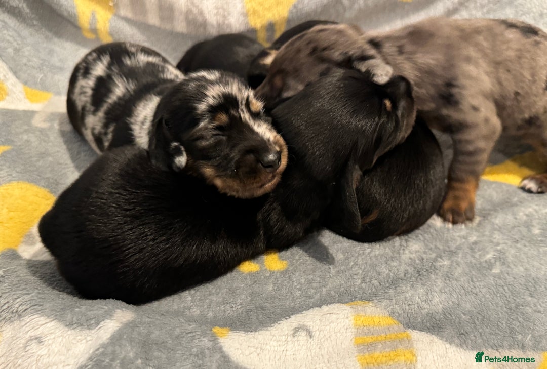 Miniature Dachshund dogs for sale: Mini dachshund puppies KC reg parents DNA tested - Image 7