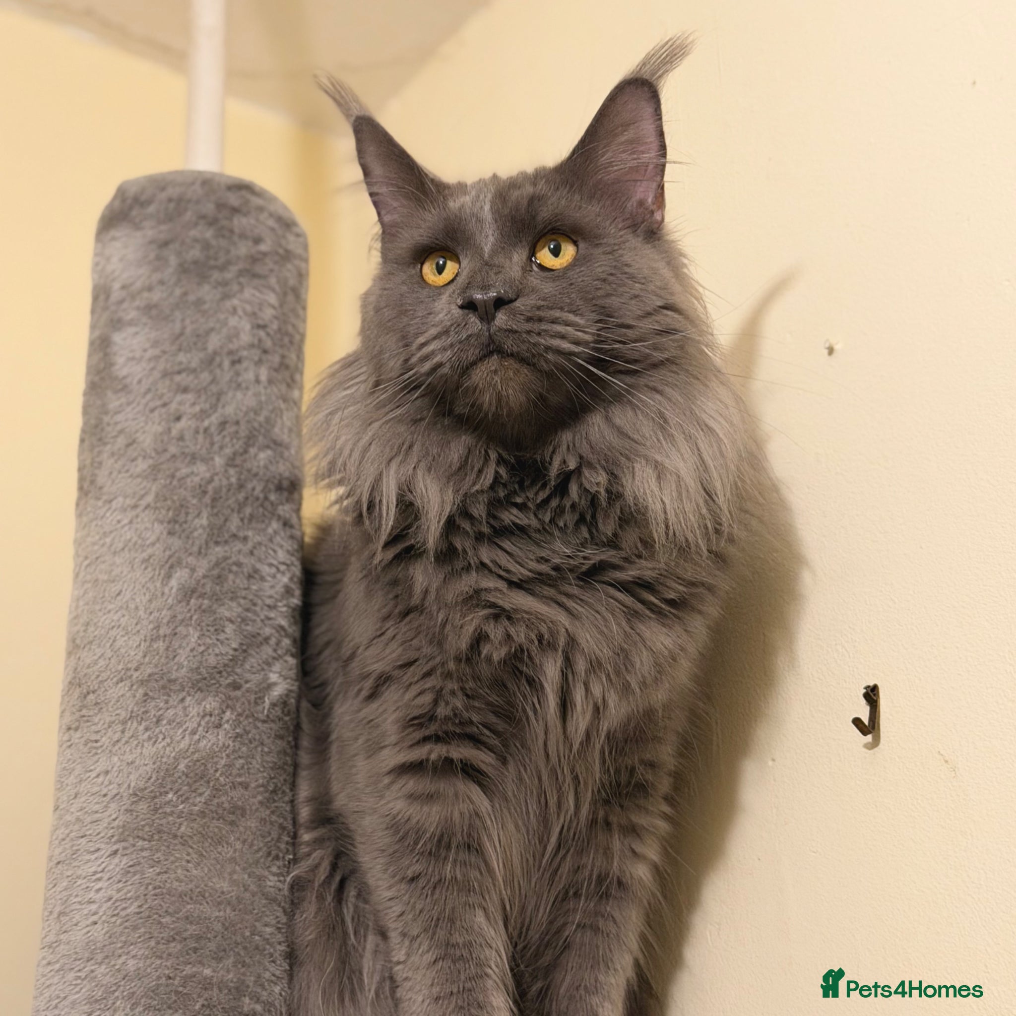 Maine Coon cats for stud: Champion Lines - Proven, Gentle - Blue Smoke - Advert 7