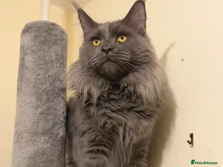 Maine Coon cats TICA Registered Active - Blue Smoke - Advert 2