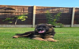 German Shepherd dogs for sale: Outstanding KC longhaired german shepherd puppies - Image 8