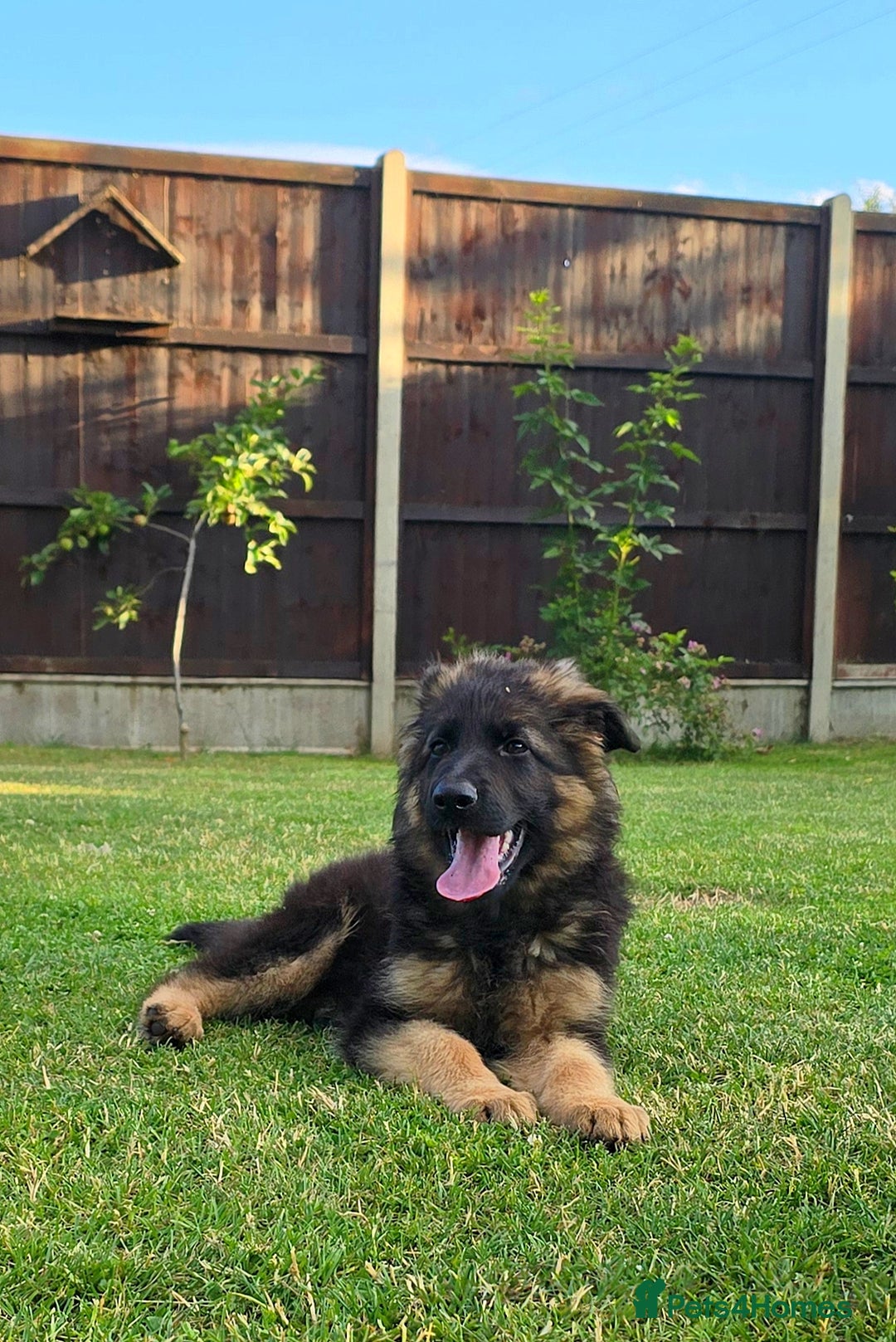 German Shepherd dogs for sale: Outstanding KC longhaired german shepherd puppies - Image 8
