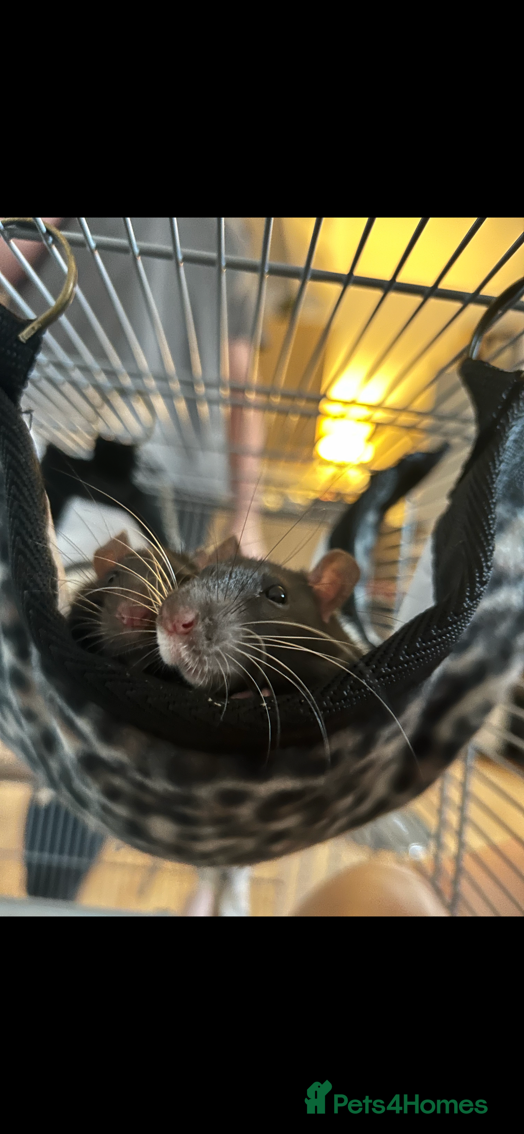 Rat rodents for sale: 3 male rats - Advert 3