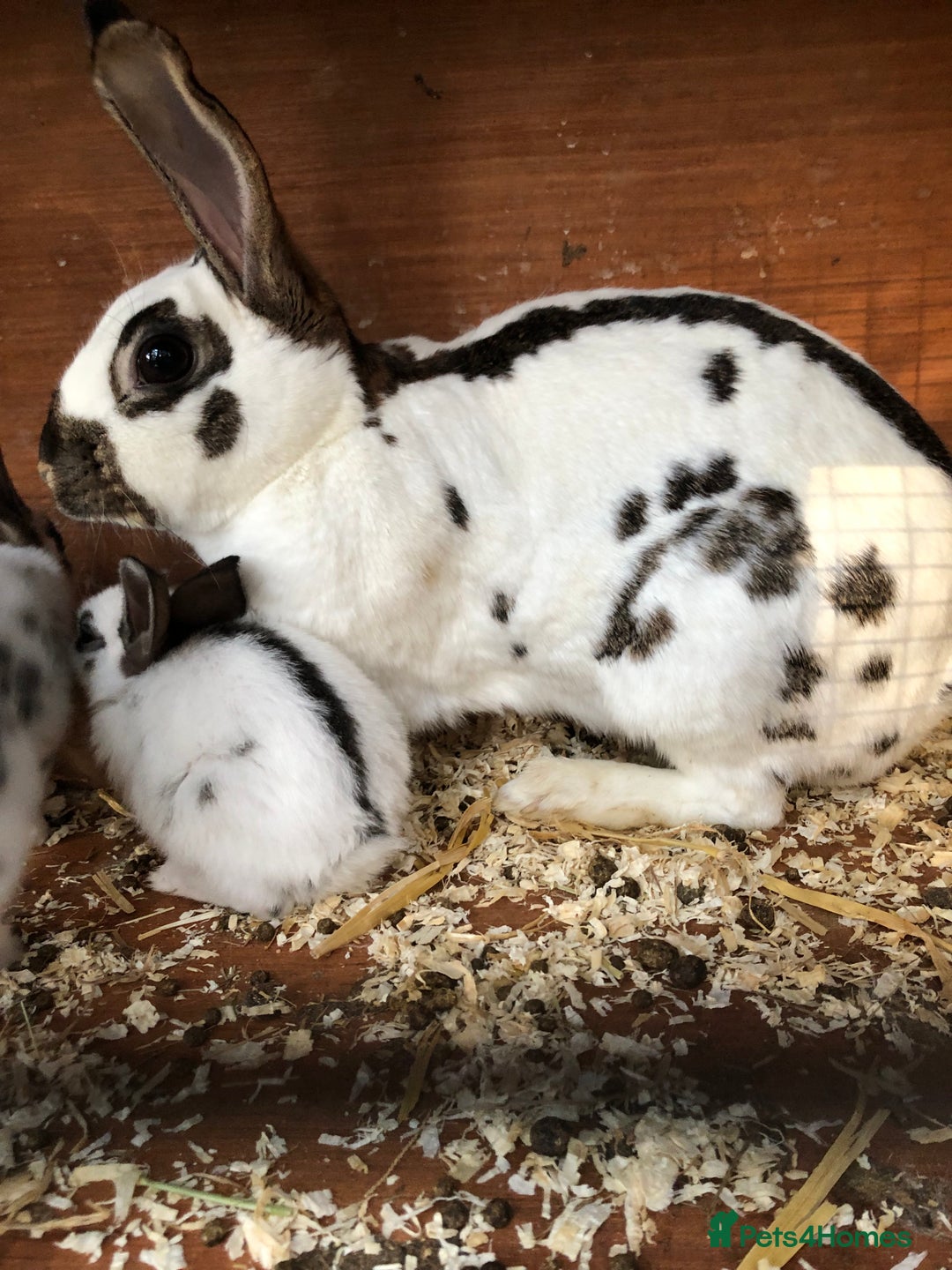 English Spot rabbits for sale: Baby English spot rabbits  in Wickford - Image 1
