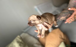 Chihuahua dogs for sale: Chihuahua pups  - Image 4
