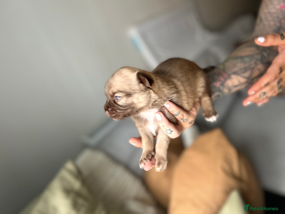 Chihuahua dogs for sale: Chihuahua pups  - Image 4
