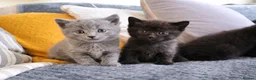 British Shorthair cats for sale: British shorthair  - Advert 8