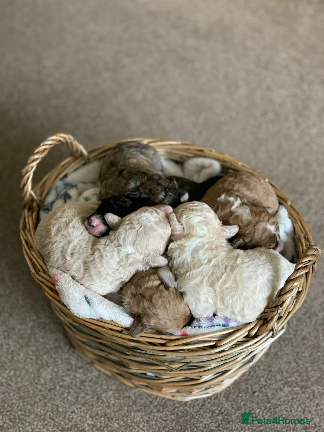 Poodle dogs for stud: 🏆PROVEN🏆sable miniature poodle health tested in Havant - Advert 24